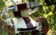Vineyard Tending Goes Robotic